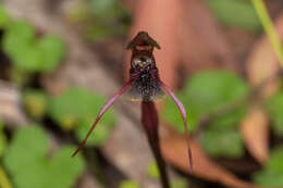 Image of Chiloglottis anaticeps D. L. Jones