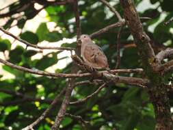 صورة Columbina talpacoti rufipennis (Bonaparte 1855)