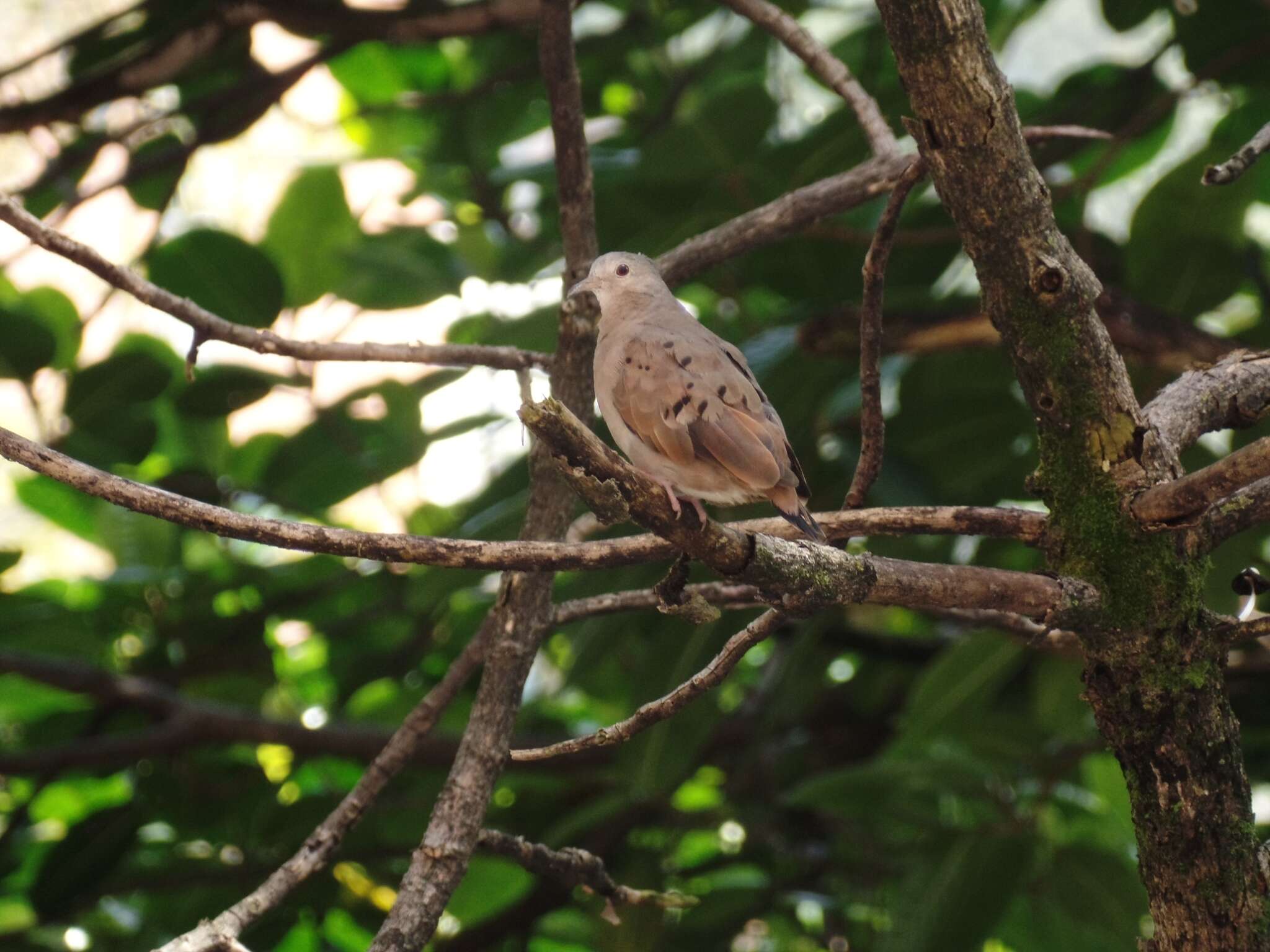 Image of Columbina talpacoti rufipennis (Bonaparte 1855)