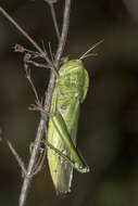 Image of Chondracris bengalensis Mungai 1992