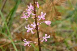 Plancia ëd Dipodium roseum D. L. Jones & M. A. Clem.