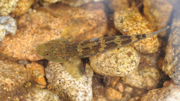 Imagem de Rhinogobius brunneus (Temminck & Schlegel 1845)