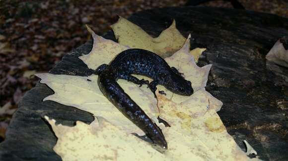 Imagem de Ambystoma laterale Hallowell 1856