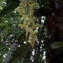 Image of Catasetum rectangulare G. F. Carr