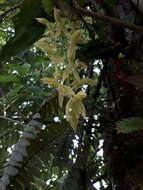 Image de Catasetum rectangulare G. F. Carr