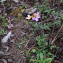 Image of Bidens clavata R. Ballard