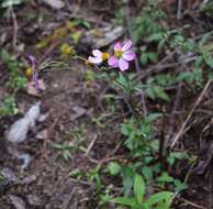 Image de Bidens clavata R. Ballard