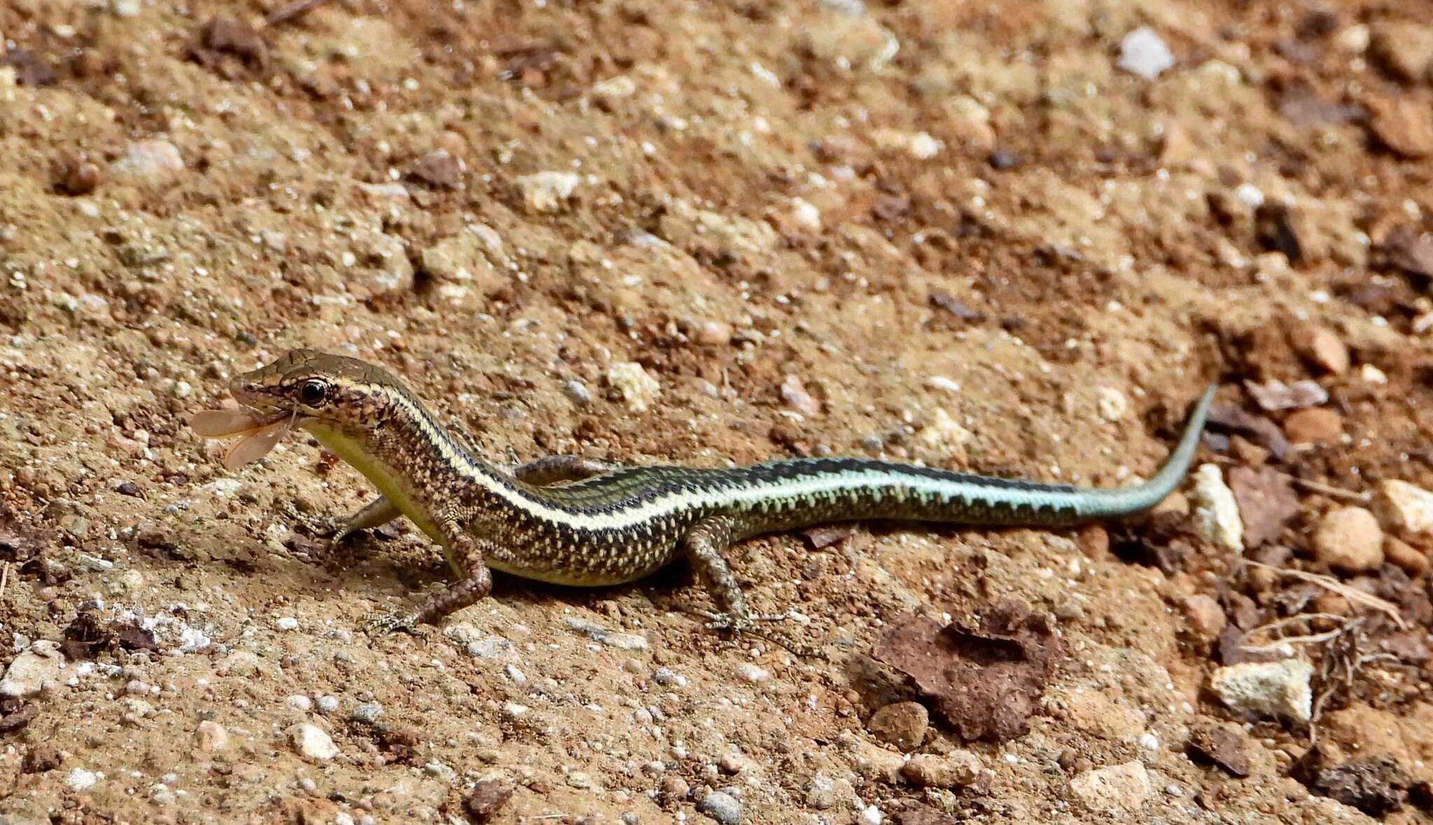 Image de Cryptoblepharus egeriae (Boulenger 1888)