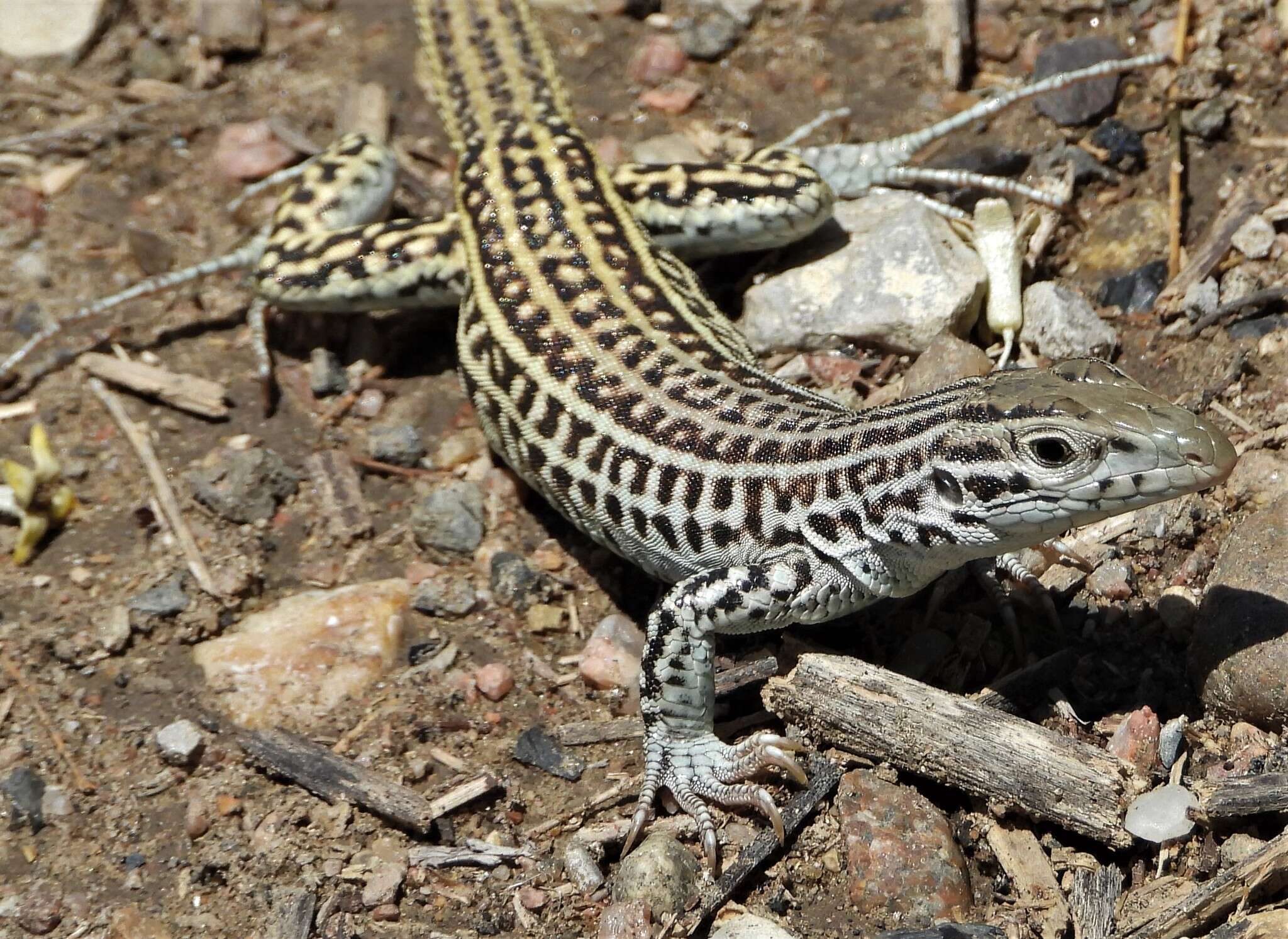 Image of Aspidoscelis neotesselatus (Walker, Cordes & Taylor 1997)