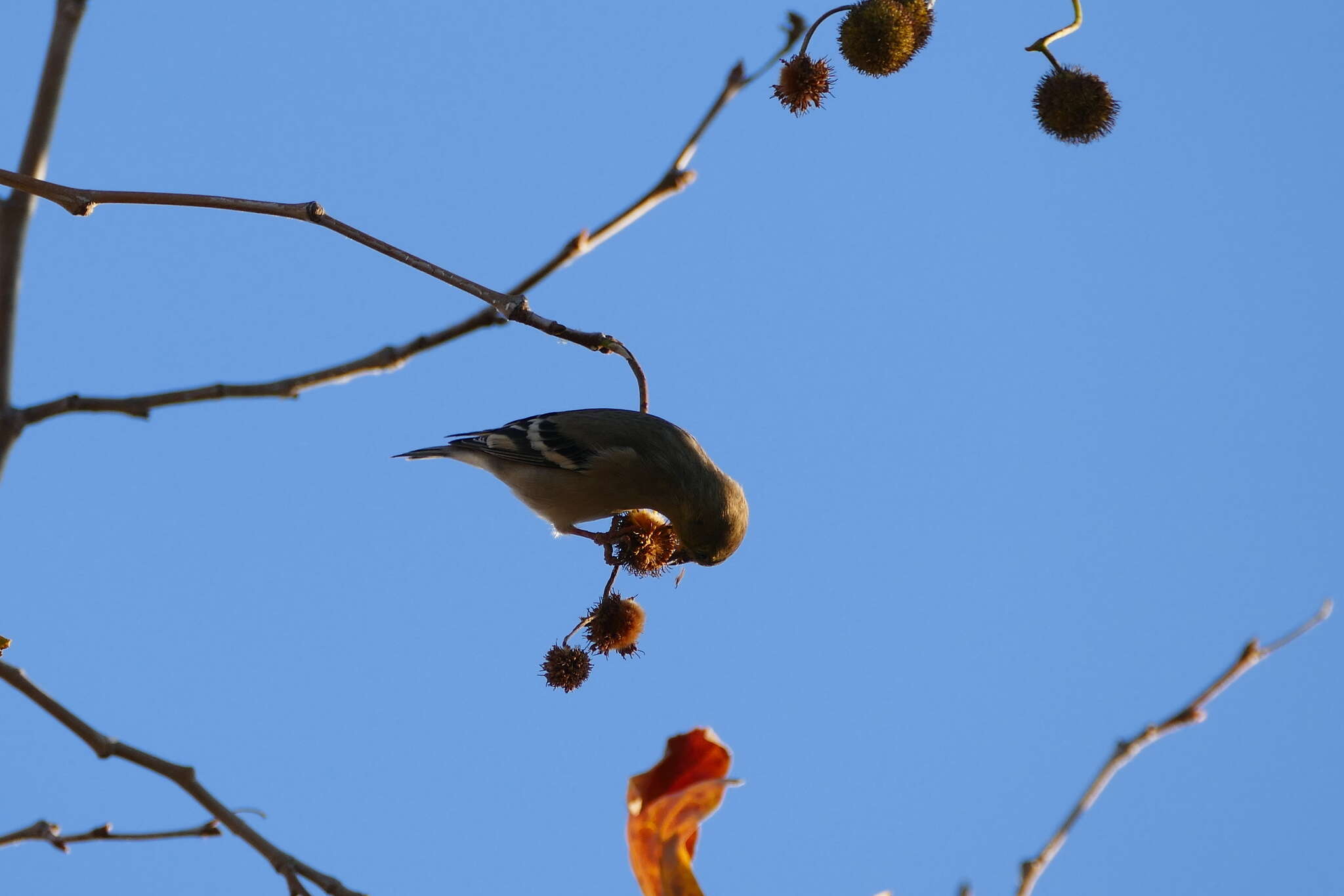 Image of American Goldfinch