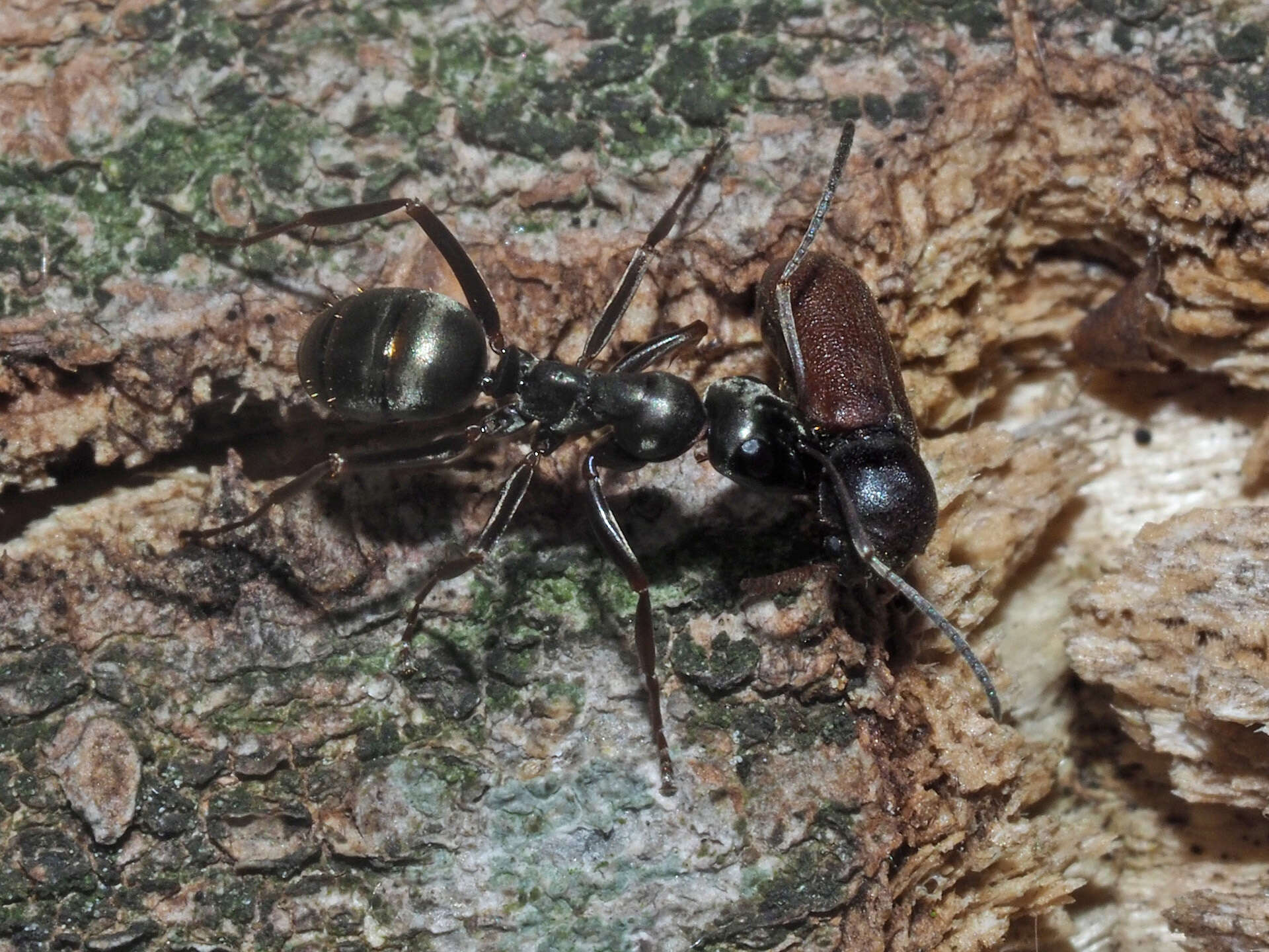 Image of Fan-bearing wood-borer