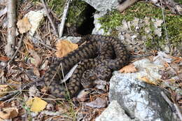 Image of Vipera aspis zinnikeri Kramer 1958