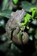 Image of High-casqued chameleon