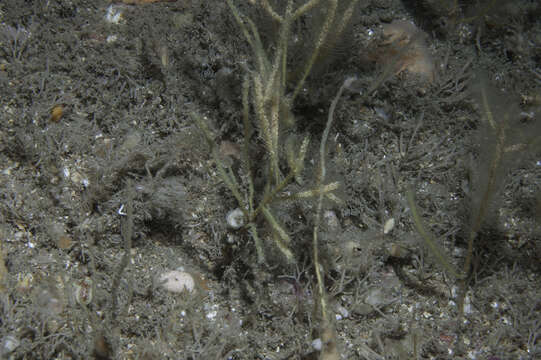 Image of branched antenna hydroid