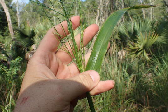 Imagem de Panicum gymnocarpon Elliott