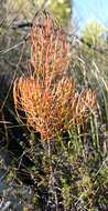 Image of Leucadendron osbornei Y. P Rourke