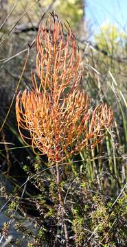 Image de Leucadendron osbornei Y. P Rourke