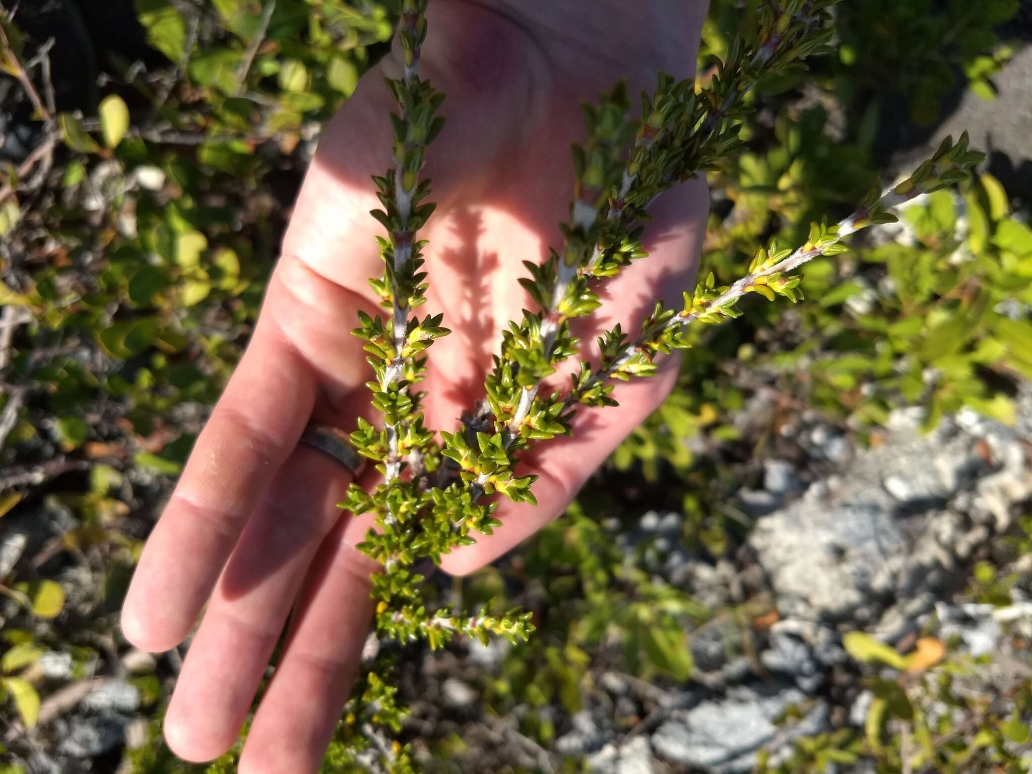 Image of saltwater bush