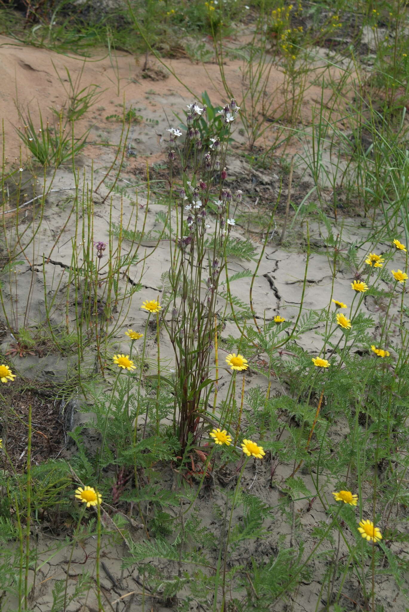 Слика од Silene ostenfeldii (A. E. Porsild) J. K. Morton