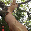 Image of Buckley Oak