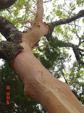 Image of Buckley Oak