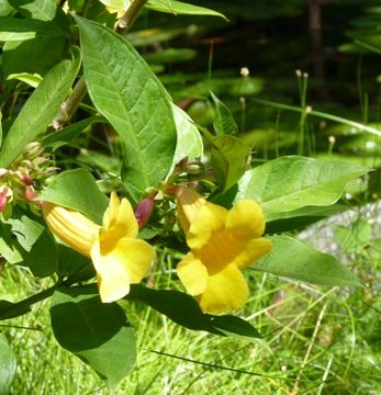 Image of bush allamanda