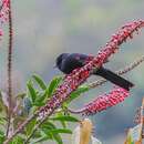 Image of Colombian Mountain Grackle