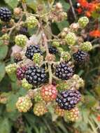 صورة Rubus constrictus P. J. Müll. & Lefevre