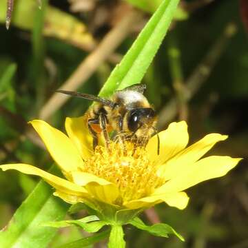 Image of Megachile leaf-cutter bee