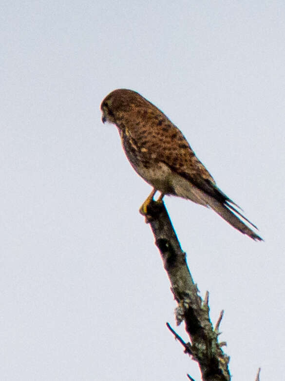 Image of Spotted Kestrel