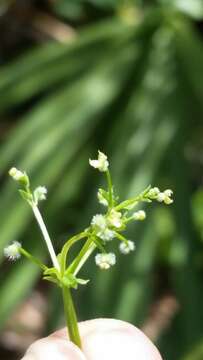 Plancia ëd Galium orizabense Hemsl.