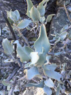 Image of scallopleaf sage