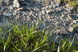 Image of Brachypodium kawakamii Hayata