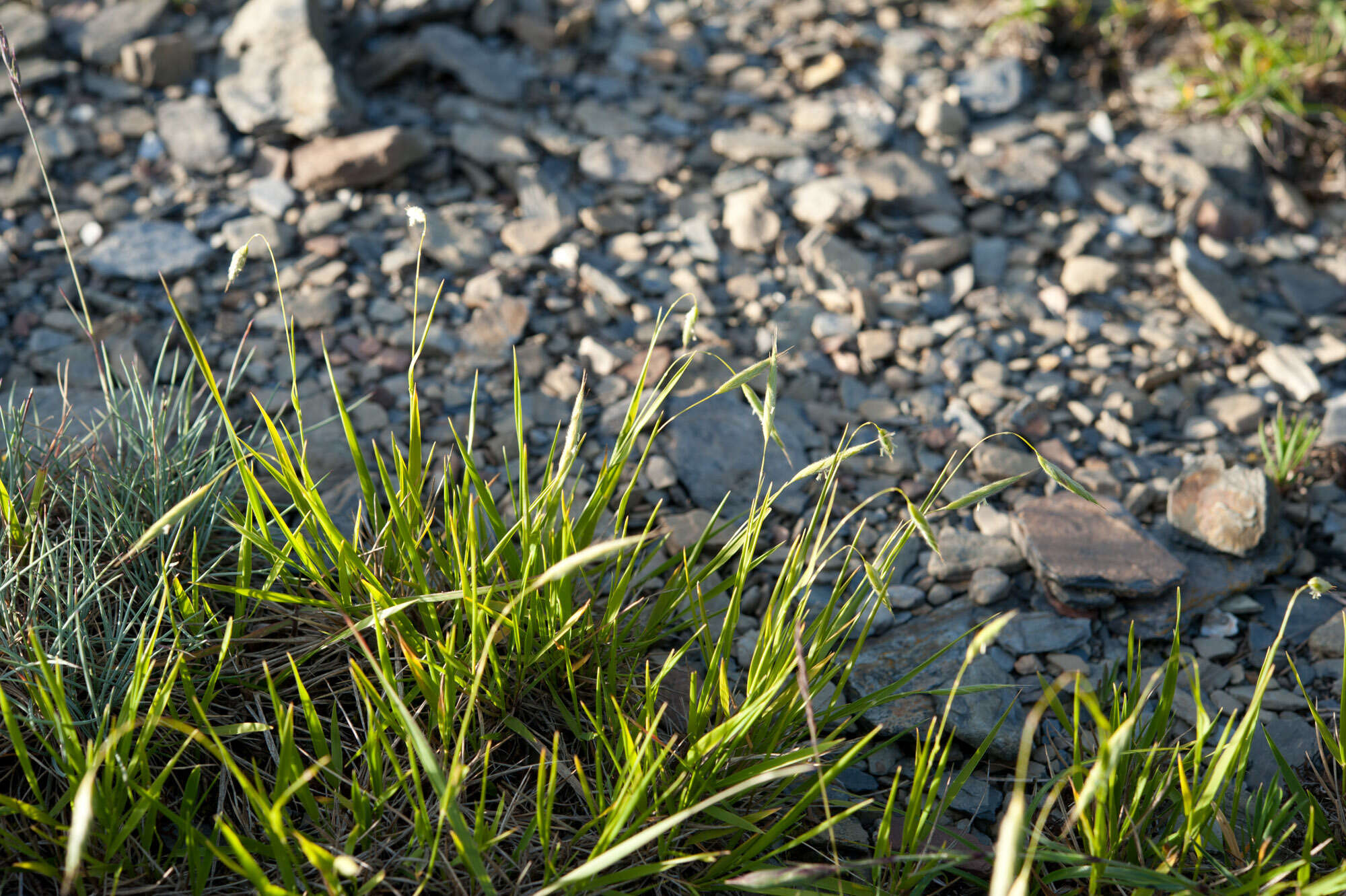 Image of Brachypodium kawakamii Hayata