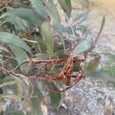 Sivun Acacia leiophylla Benth. kuva