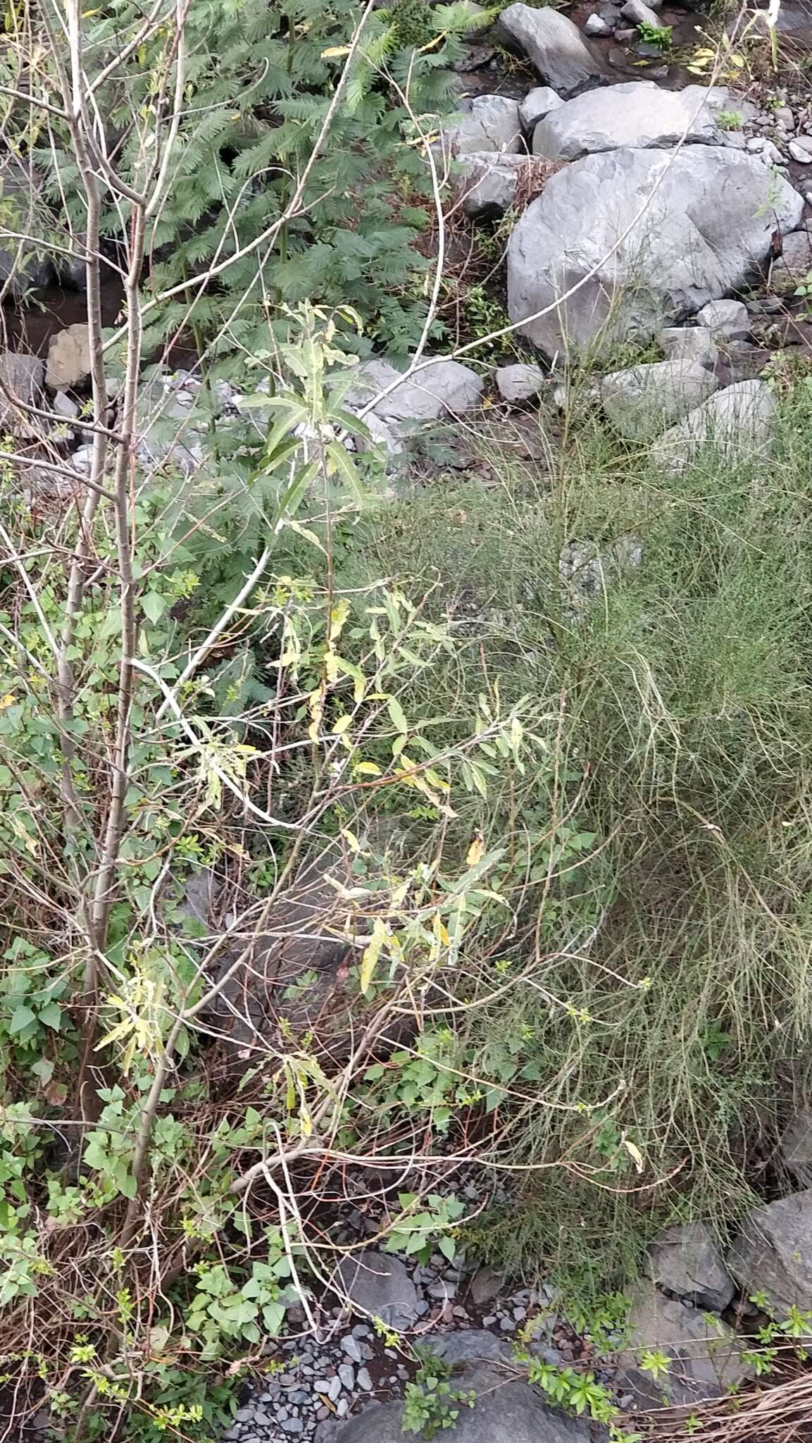 Image of Salix canariensis C. Sm. ex Link