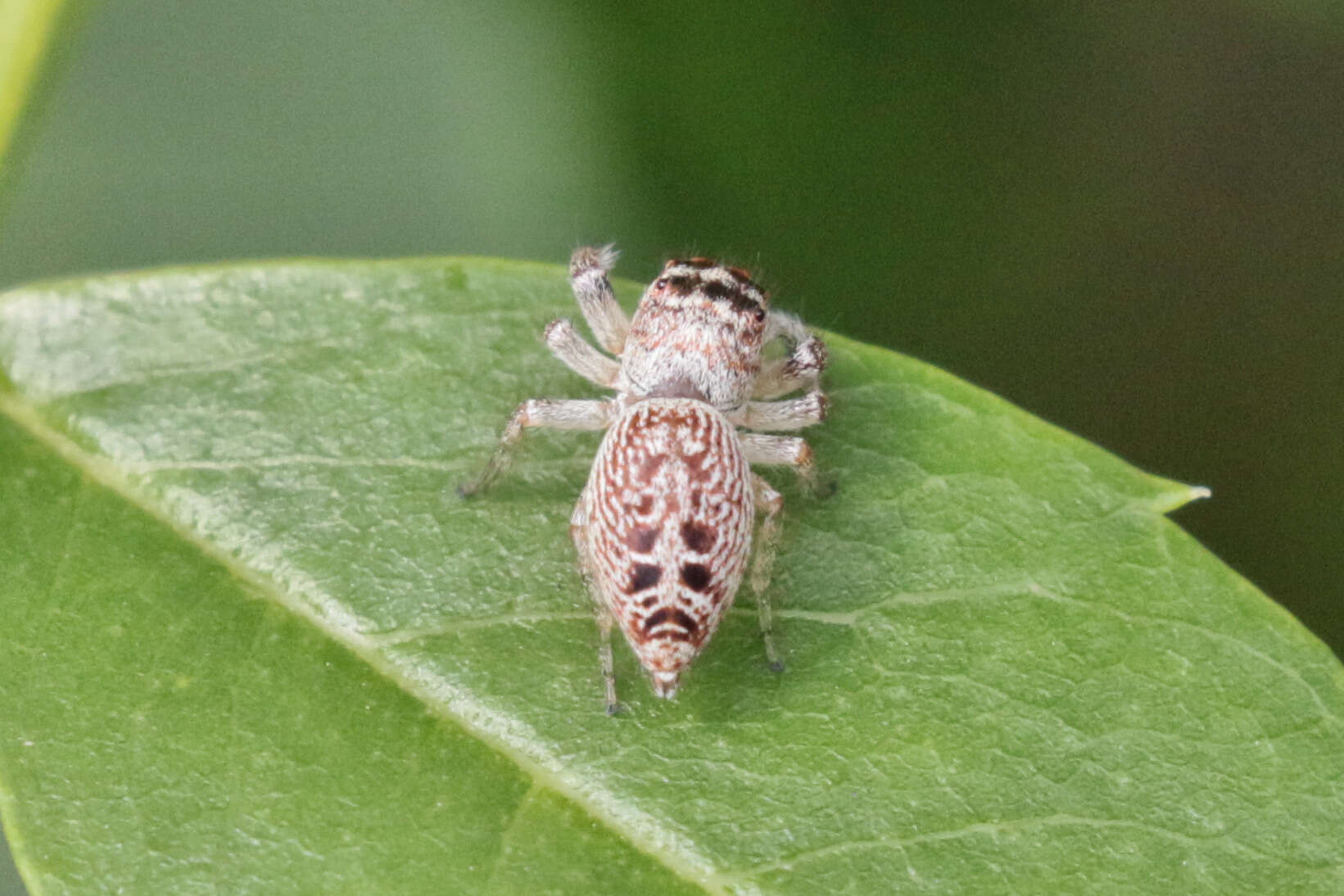 Image of Opisthoncus nigrofemoratus (L. Koch 1867)