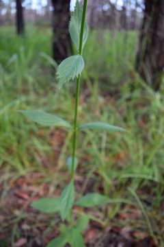 Image of Purpletop vervain