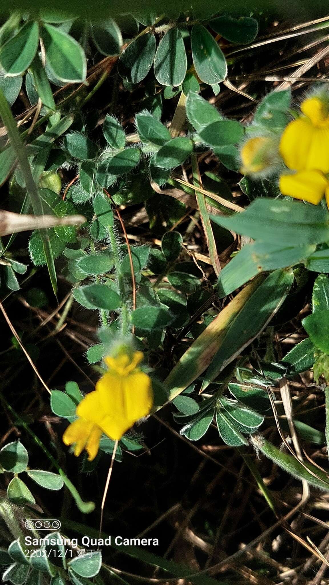 Image of Crotalaria similis Hemsl.