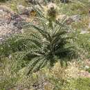 Image of mountain thistle