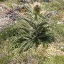 Image de Cirsium eatonii var. eriocephalum (A. Gray) D. J. Keil