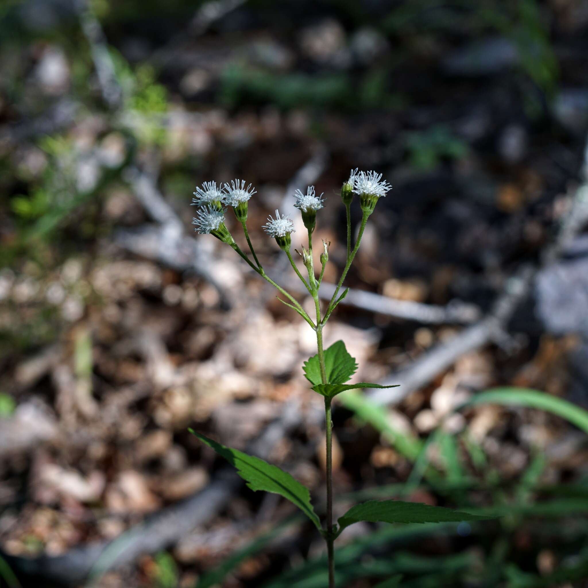 صورة Ageratina rothrockii (A. Gray) R. King & H. Rob.