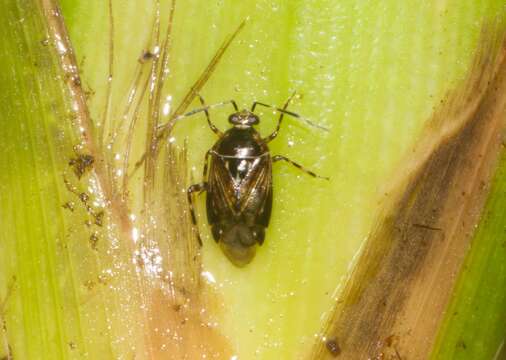 Image of Deraeocoris orientalis (Distant 1904)