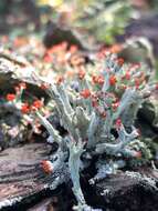 Image of Ravenel's cup lichen