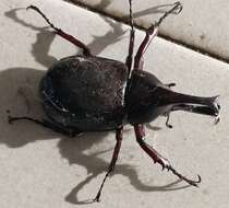 Image of Elephant Beetle