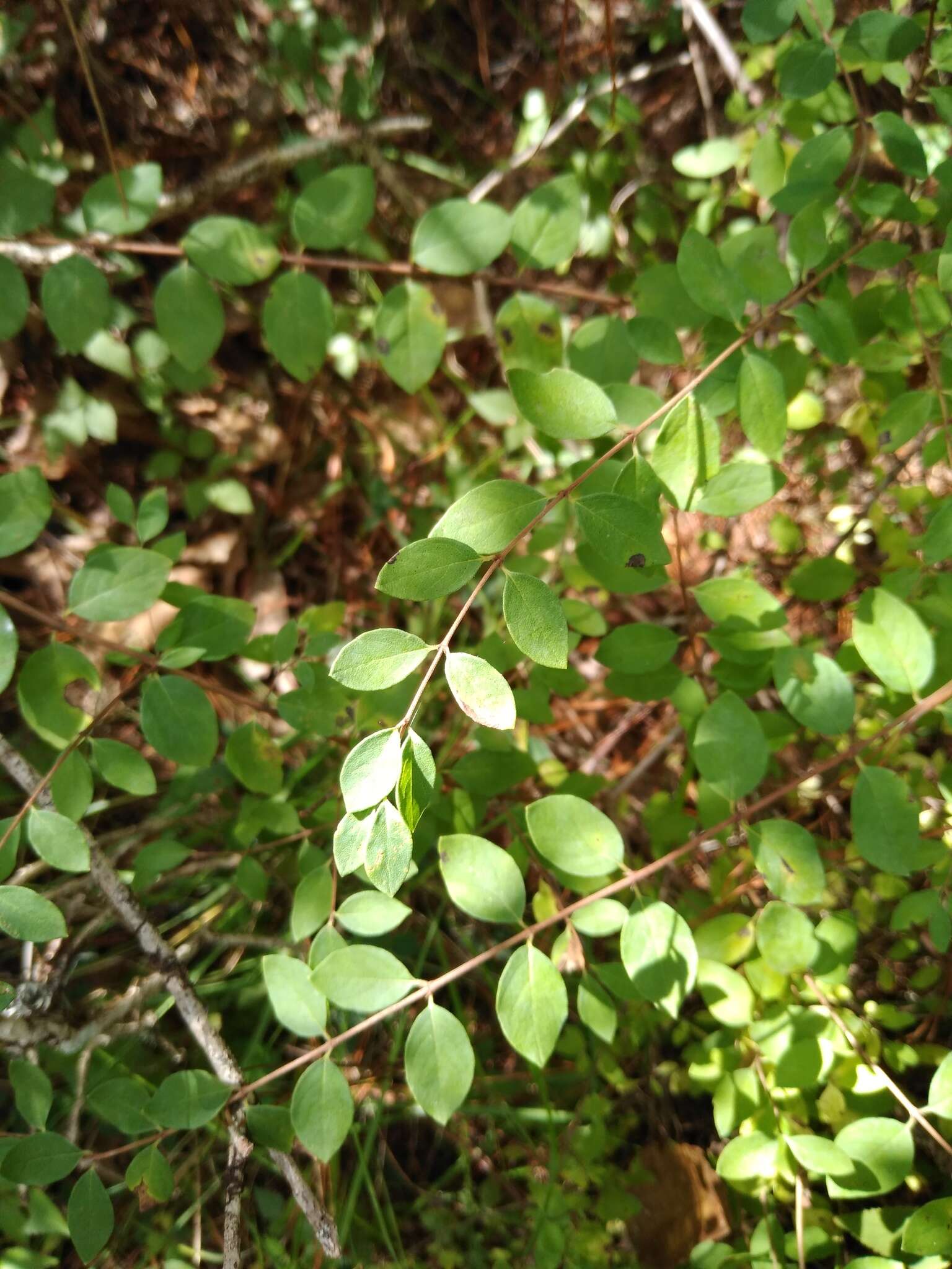 Image of pink snowberry