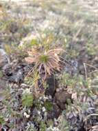 Imagem de Pulsatilla ajanensis Regel & Tiling