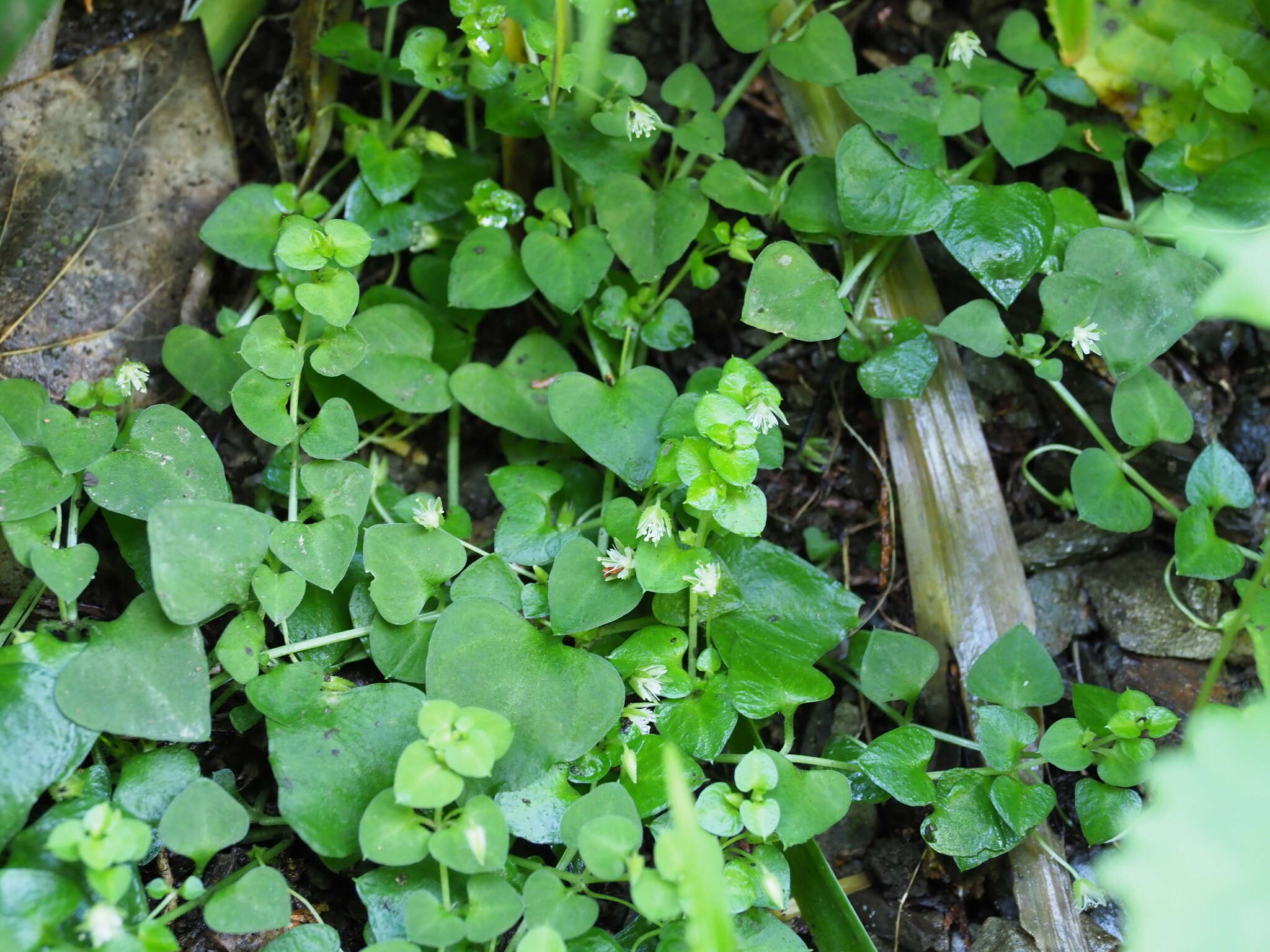 Image of Nubelaria diversiflora