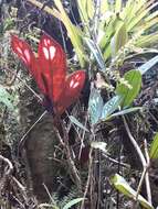 Image of Columnea dimidiata (Benth.) Kuntze