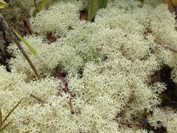 Image of Cladonia confusa R. Sant.